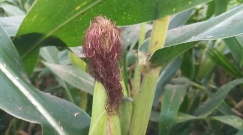 Close-up of ripening corn cobs and silks in an agricultural field Stock Photos