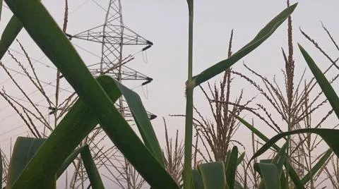 Close-up of ripening corn cobs and silks in an agricultural field Stock Photos