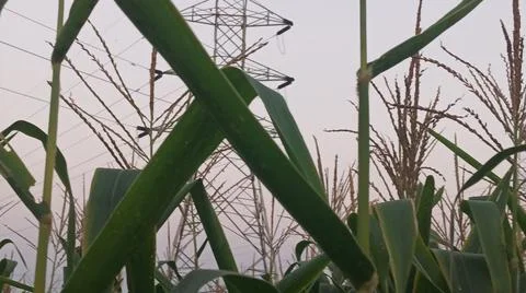 Close-up of ripening corn cobs and silks in an agricultural field Stock Photos