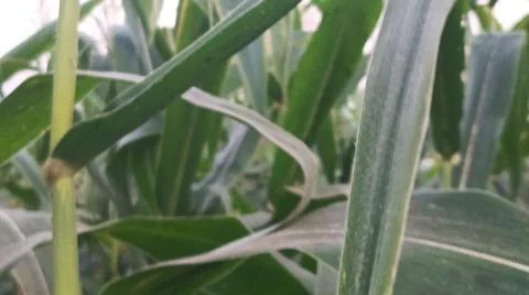 Close-up of ripening corn cobs and silks in an agricultural field Stock Photos