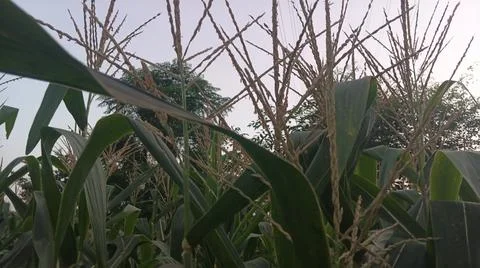 Close-up of ripening corn cobs and silks in an agricultural field Stock Photos