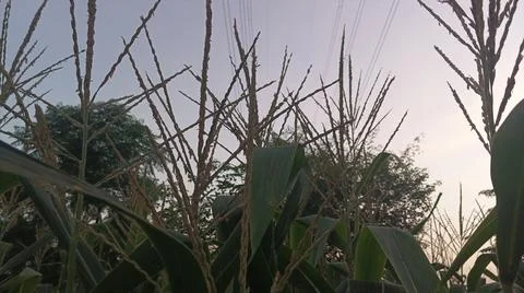 Close-up of ripening corn cobs and silks in an agricultural field 库存照片