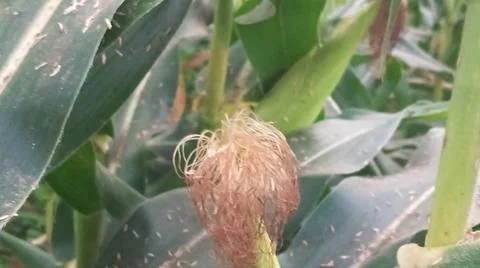 Close-up of ripening corn cobs and silks in an agricultural field Stock Photos
