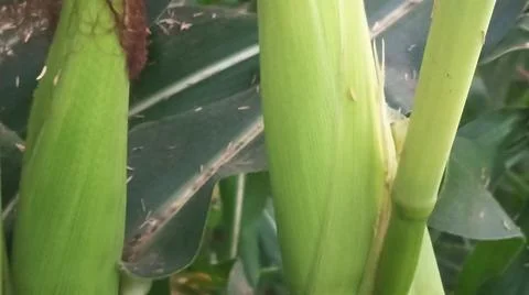 Close-up of ripening corn cobs and silks in an agricultural field 库存照片
