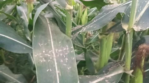 Close-up of ripening corn cobs and silks in an agricultural field Stock Photos