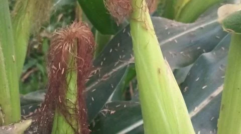 Close-up of ripening corn cobs and silks in an agricultural field 库存照片