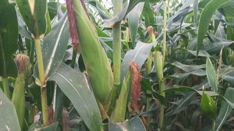 Close-up of ripening corn cobs and silks in an agricultural field 库存照片