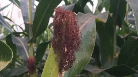 Close-up of ripening corn cobs and silks in an agricultural field Stock Photos