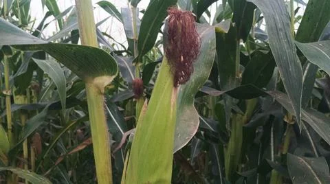 Close-up of ripening corn cobs and silks in an agricultural field 库存照片