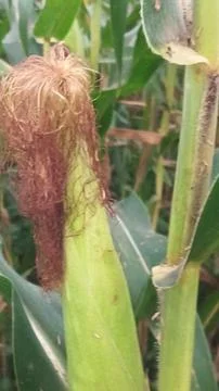 Close-up of ripening corn cobs and silks in an agricultural field Stock Photos