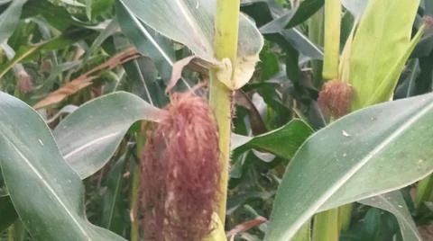 Close-up of ripening corn cobs and silks in an agricultural field Stock Photos