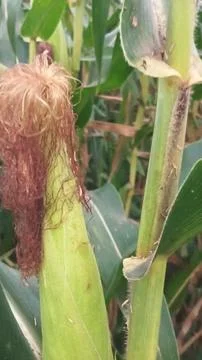 Close-up of ripening corn cobs and silks in an agricultural field Stock Photos