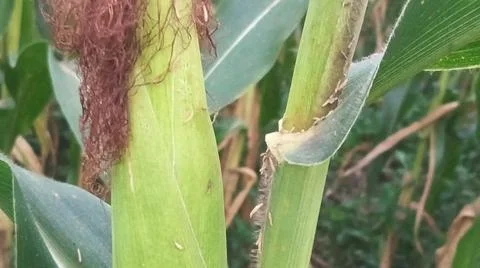 Close-up of ripening corn cobs and silks in an agricultural field Stock Photos