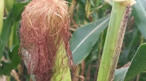 Close-up of ripening corn cobs and silks in an agricultural field Stock Photos