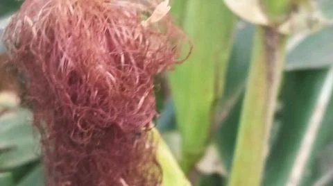 Close-up of ripening corn cobs and silks in an agricultural field 库存照片