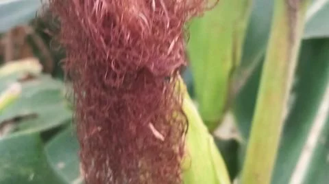 Close-up of ripening corn cobs and silks in an agricultural field 库存照片