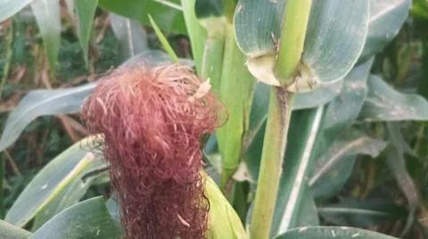 Close-up of ripening corn cobs and silks in an agricultural field Stock Photos