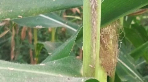 Close-up of ripening corn cobs and silks in an agricultural field 库存照片