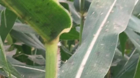 Close-up of ripening corn cobs and silks in an agricultural field Stock Photos