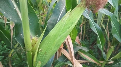 Close-up of ripening corn cobs and silks in an agricultural field Stock Photos