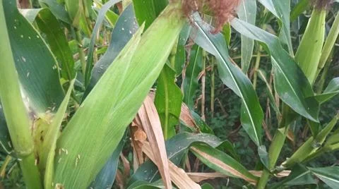 Close-up of ripening corn cobs and silks in an agricultural field Stock Photos