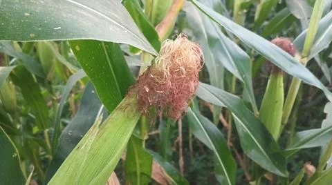 Close-up of ripening corn cobs and silks in an agricultural field Stock Photos