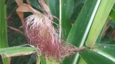 Close-up of ripening corn cobs and silks in an agricultural field 库存照片