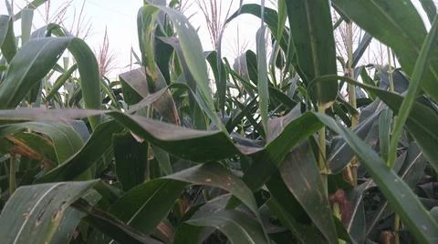 Close-up of ripening corn cobs and silks in an agricultural field 库存照片