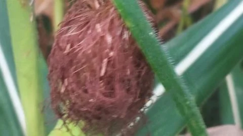 Close-up of ripening corn cobs and silks in an agricultural field 库存照片
