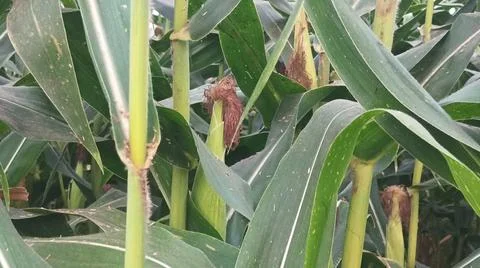 Close-up of ripening corn cobs and silks in an agricultural field 库存照片