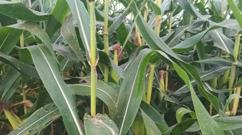 Close-up of ripening corn cobs and silks in an agricultural field 库存照片
