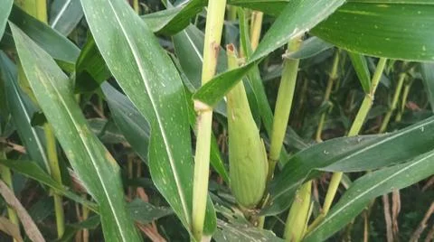Close-up of ripening corn cobs and silks in an agricultural field Stock Photos