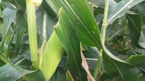 Close-up of ripening corn cobs and silks in an agricultural field Stock Photos