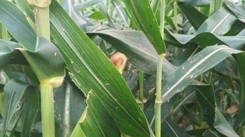 Close-up of ripening corn cobs and silks in an agricultural field Stock Photos