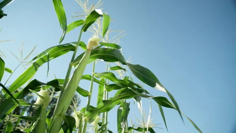 Close-up of ripening corn cobs. Corn field on the background of blue sky Vídeos de archivo 170871559