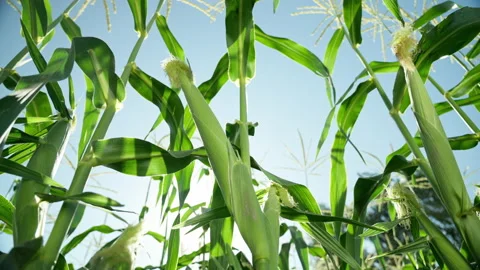 Close-up of ripening corn cobs waving in the wind. Corn field on the background Vídeos de archivo 174833159