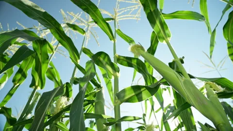 Close-up of ripening corn cobs waving in the wind. Corn field on the background Stock Footage 202061979