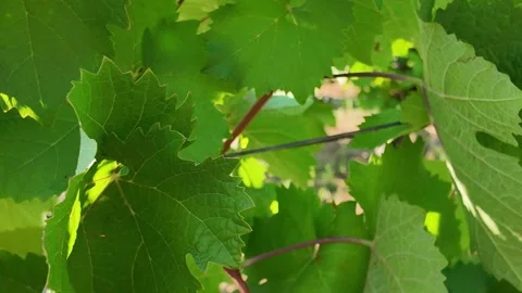 Close-up of ripening dark grapes on a vine with lush green leaves Stock-Footage 343440580