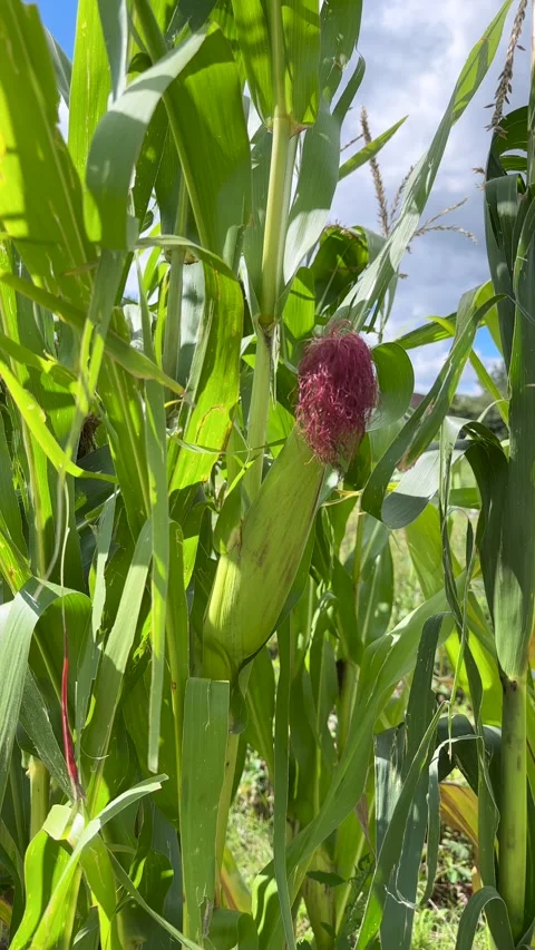 Close-up of a ripening ear of corn with red silk on the stalk in a green field Stock Footage 315899616