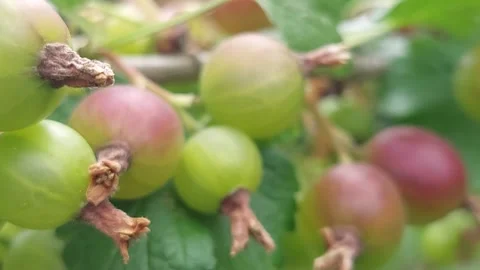 Close-up of ripening green and red gooseberries on branch Stock Footage 336901094