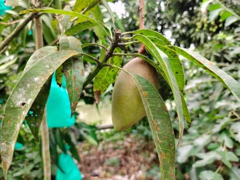 Close up of a ripening mango fruit growing on a branch surrounded by green .. Fotos Stock