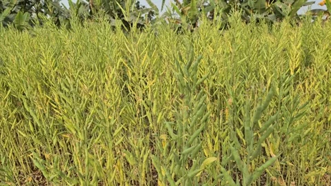 Close Up of Ripening Mustard Pods Changing Color to Yellow Stock Footage 337146173