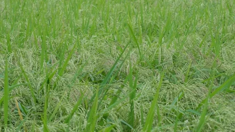 Close up of ripening paddy grains Stock Footage 320016906