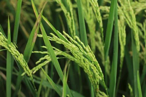 Close-Up of Ripening Paddy in a Green Rice Field Stock Photos