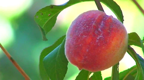 Close up of ripening peach on tree 2 Stock Footage 1036361