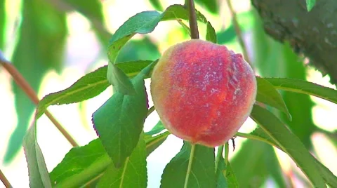 Close up of ripening peach on tree Stock Footage 1036325