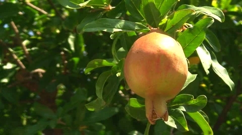 Close up of ripening pomegranate on tree 1 Stock Footage 1036388