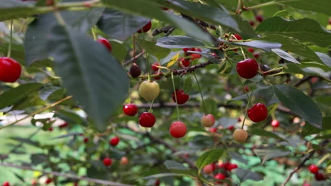 Close up of ripening red cherries hanging on leafy tree branch 库存影片 334220664