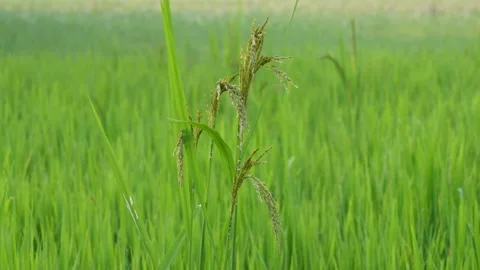 Close Up of Ripening Rice Panicles Vídeo Stock 328524911