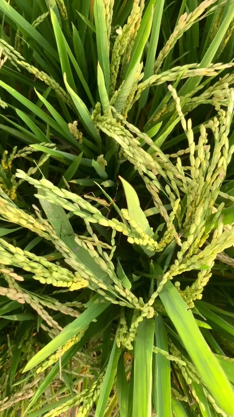 Close-up of Ripening Rice Plants in Field Vidéo 346042939